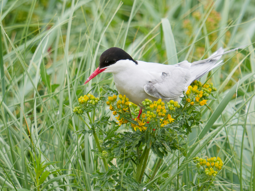 Arctic Tern